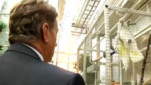 Presidentti Sauli Niinistö keskustelee papukaijan kanssa Betania-perhospuutarhassa Joensuussa.