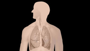 Keuhkojen anatomiaa