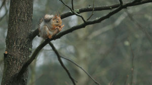 Orava syö kuusenkäpyä. 
