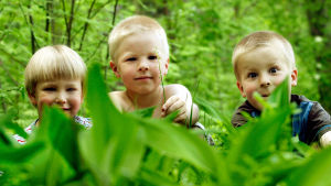 Kolme pientä poikaa leikkimässä metsässä.