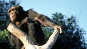 simpanssi puussa.
