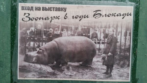Virtahepo Krasavitsa Leningradin eläintarhan piiritysmuseon kyltissä.
