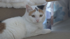 Katterna i Gråbergs servicehem är älskade och populära bland de äldre. katt ligger i soffa