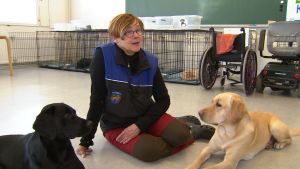 Stina Törnblom tillsammans med de blivande assistenthundarna Tove och Ria. Hundtränare Stina Törnblom sitter på golvet tillsammans med labradorerna Tove och Ria.