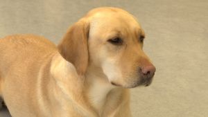 I framtiden ska Ria hjälpa sin husse eller matte med vardagssysslor. Närbild på en gul labrador retriever.