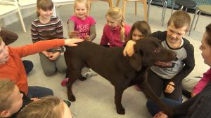 Labradoren är mycket människokär. En brun labrador ger tass åt en människa.