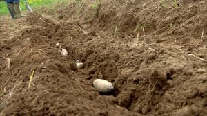 Mandelpotatisen trivs med klimatförhållandena i norr. Mandelpotatis sätts i jorden