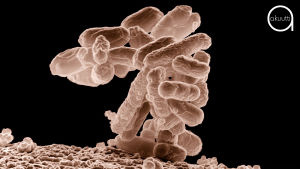 E-coli bakteeri, johon ESBL voi tarttua