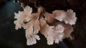 Australialainen dokumentti selvittää, miten sienet muovaavat maailmaa.