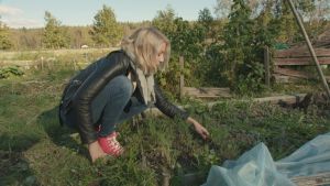 Rakel Liekki kitkee rikkaruohot mieluiten ilman hanskoja vaikka kädet tulevatkin multaisiksi. Paljain käsin saa parhaan tuntuman siihen mitä on tekemässä. Vaaleahiuksinen nainen kitkee kyykyssä rikkaruohoja palstaviljelmällä. Penkissä kasvaa tilliä, taustalla on vadelmapensaita.