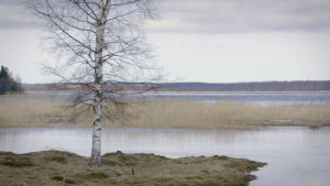 Poängen med att öppna sig om ett bekymmer är inte att de övriga ska komma med goda råd, säger Tom Tiainen. Det räcker långt med att de bara lyssnar. Fint vatten