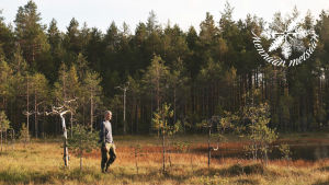 Henkilö kävelee suolla metsänreunassa. 