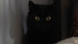 Musta kissa tuijottaa hämärässä
