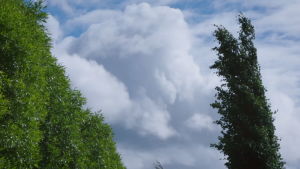Om jag är orolig för något kan jag se min mormor för mitt inre och uppleva att hon ger råd, berättar Johanna. Hon säger att allt kommer att bli bra och att det kommer att bli på ett visst sätt. himmel och buskar