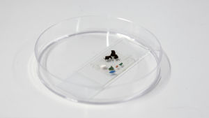 Vi vet väldigt lite om vilka problem mikro- och nanoplaster kan leda till. Mikroplast i en liten behållare.
