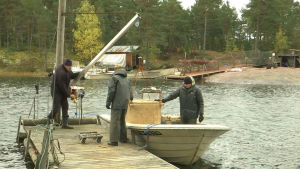 Fiskebåten. Också farfar Håkan hjälper till. En låda med fisk hissas upp från båten som står vid bryggan.