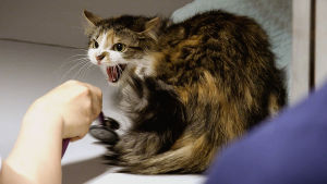 Kissa sähisee eläinlääkärille.