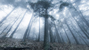 Valo siilautuu puiden lävitse syksyisessä metsässä.