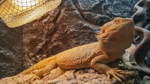 Parta-agama terraariossa.