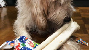 Koira haistelee joululahjaksi saamaansa puruluuta.