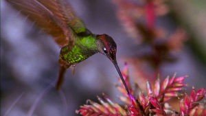 Pienet kolibrit elävät Andeilla. sulassa sovussa valtavien petolintujen kanssa. 