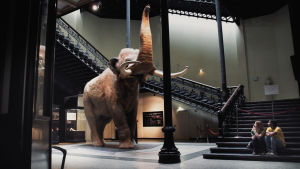 Curiosity and control. Täytetty elefantti jonkinlaisessa isossa, hallimaisessa museotilassa.