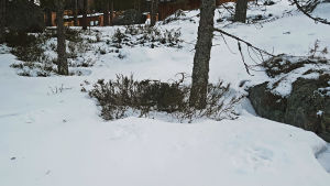 De stora spåren synns i snön längst ner på bilden. Snö i en skogsdunge. I snön synns stora spår efter ett hunddjur.
