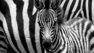 Avara luonto: Seepra nimeltä Punda. Luontodokumentti kertoo Afrikan savannille syntyvän Punda-seepran tarinan.