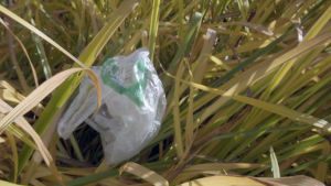 Om man inte plockar upp skräpet i naturen kan det också med vindarna flyga iväg i havet, där det så småningom blir till mikroplast. muovikassi kaislikossa