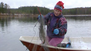 Kuhmolainen nainen kalaverkoilla