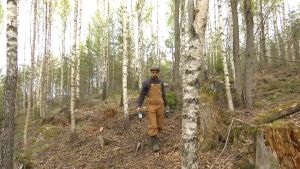 Henri Lokki säger att det är viktigt att begära om certifikat då man köper ympningar av en producent.
I certifikatet finns uppgifter om svampstammen, vem som producerat den och var den är odlad. Henri Lokki går en skog av björk.