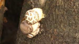 Här växer shiitake i Karislojo. Shiitake, en svamp som växer på en trästubbe i Karislojo.