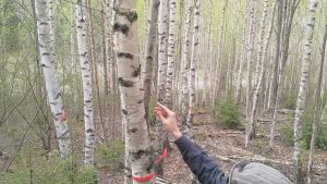 Först borras ett hål i björken. Stammen måste vara minst 10 centimeter i diameter. Sedan ympas en tapp med mycel av sprängticka i hålet. En ympningstapp med mycel från sprängticka ympas i en björk.