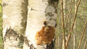 Den här björken ympades 2018 och nu syns det att sprängtickan börjar leva. Man behöver ympa en sprängticka bara en gång. Det växer ut en ny ticka där man skördat den tidigare. Mörk vätska som rinner ut ur en björk där sprängtickan börjar växa.