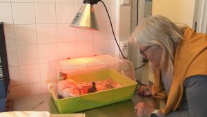 Alla djur som är i nöd ska få hjälp - tama som vilda, säger Britt-Marie Juup. Kvinna tittar på ett terrarium där två andungar bor i Åbo djurskyddshem.
