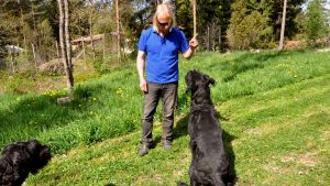 De stora schnauzrarna Rio och Ronja tillsammans med husse Björn Holmberg. Björn Holmberg förmanar sin hund med fingret i luften, medan den andra hunden tittar på.