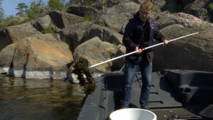 Ari Ruuskanen fiskar upp blåstång. En man fiskar upp blåstång ur havet med en kratta.