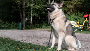 Rita är en ett och ett halvt år gammal norsk älghund. Rasen är enligt Luoto väldigt bra eftersom den inte är för intresserad av fåglar utan närmast ser det som en lek att jaga dem. En norsk älghund sitter på en sandväg.