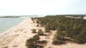 Forststyrelsen hoppas att man inte behöver röja på Tulluddsstranden förrän långt in i framtiden. En vy från luften över en strand med tallar och hav.