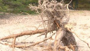 Rötter och annat, så som barr, kottar, lavar och mossar, tas bot från Tulluddsstranden under ett WWF-läger. En rot av en tall som dragits upp ur jorden.