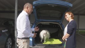 Det lär inte vara lätt att hitta hyrbilar där hundar har tillträde. hund i bil