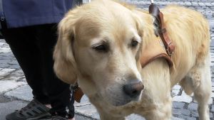 Om Nisse skulle ha gått ut först genom dörren skulle han ha blivit påkörd av elsparkcykeln. En ledarhund i sele.