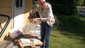 Kerstin Meinander visar hur full växtpressen som hennes pappa snickrade åt henne då hon inledde sina studier var då hon samlade växter till sitt herbarium 1965. Kerstin Meinander visar hur full hennes växtpress var då hon gjorde sitt herbarium då hon studerade biologi 1965.