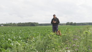 Sebastian Sohlberg och hunden Polly ute på sockerbetsfältet. Sebastian Sohlberg står tillsammans med hunden Polly på åker med sockerbetor.