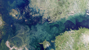 Cyanobakterier bildas som följd av övergödningen. Satellitbilden visar blågrönalger den 24 juli 2019. De ljusgröna områdena i havet är blågröna alger blandat i vattnet.