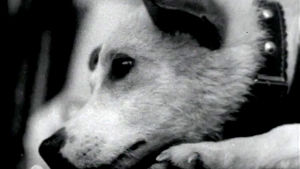 Neuvostoliittolainen avaruuskoira (1960).