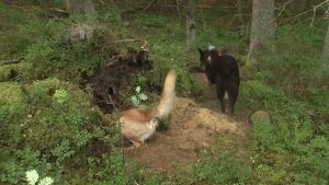 Jaktretrievern Chill och den Karelska björnhunden Ursa är guld värda då mårdhundsjakten genomförs. Jakthundar jagar och skäller på mårdhund i ett gryt.