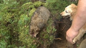 Jaktretrievern Chill vakar över bytet även då mårdhunden redan är skjuten. Död mårdhund som jakthunden suktar efter.