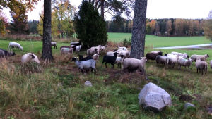 De här fåren har hand om eftermiddagsskiftet. Före det tankar de gräs och liknande grönt bränsle. Får i olika färger ute på grön betesmark.