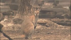 Frivilliga har räddat hundratals djur från brinnande nationalparker. Maastopaloja Australiassa